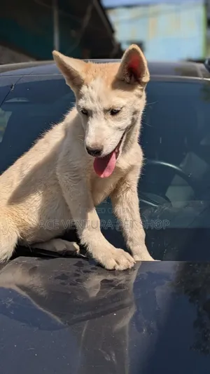 1-3 months Male Purebred Siberian Husky