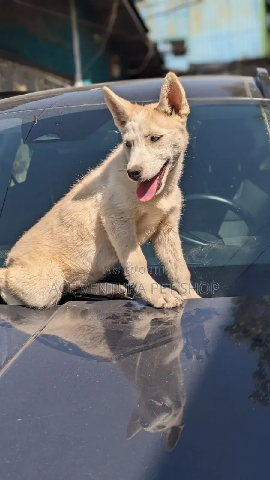 1-3 months Male Purebred Siberian Husky
