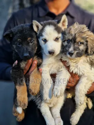 Photo - 1-3 months Male Purebred Siberian Husky