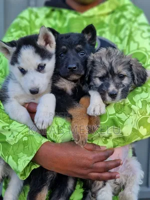 1-3 months Male Purebred Siberian Husky