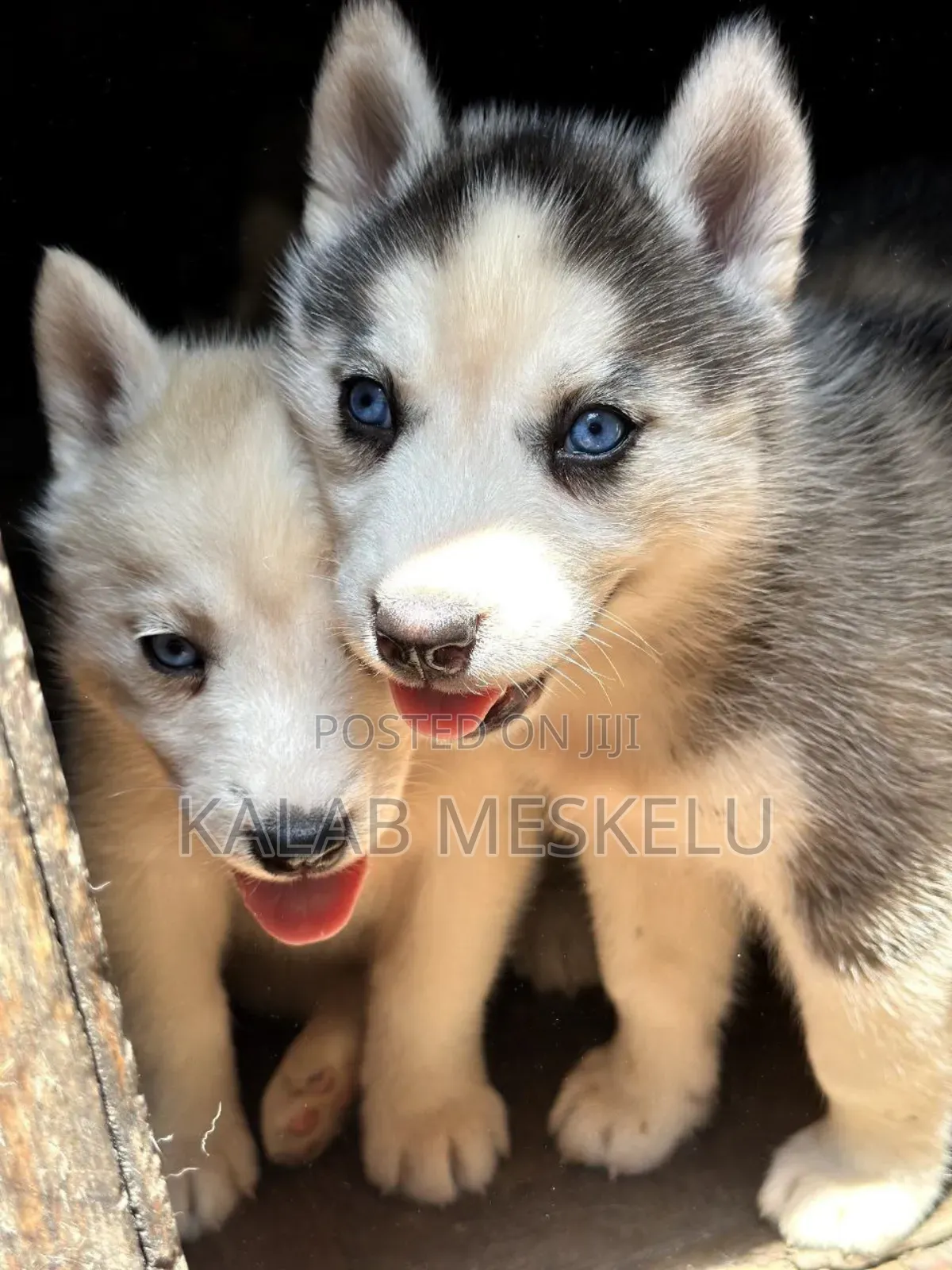 1-3 months Male Purebred Siberian Husky