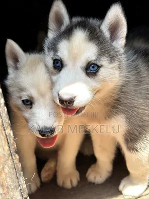 Photo - 1-3 months Male Purebred Siberian Husky