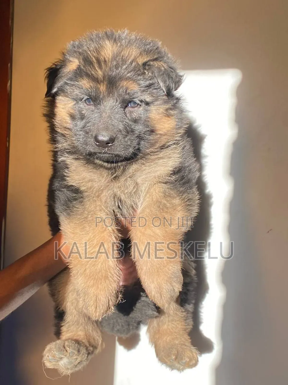 1-3 months Male Purebred German Shepherd