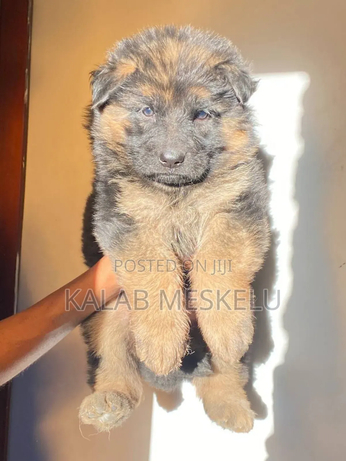 1-3 months Male Purebred German Shepherd