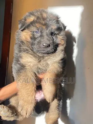 1-3 months Male Purebred German Shepherd