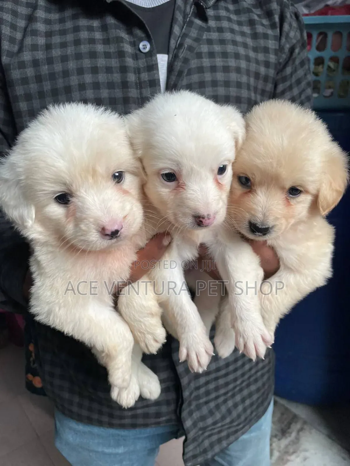 1-3 months Male Purebred Maltese