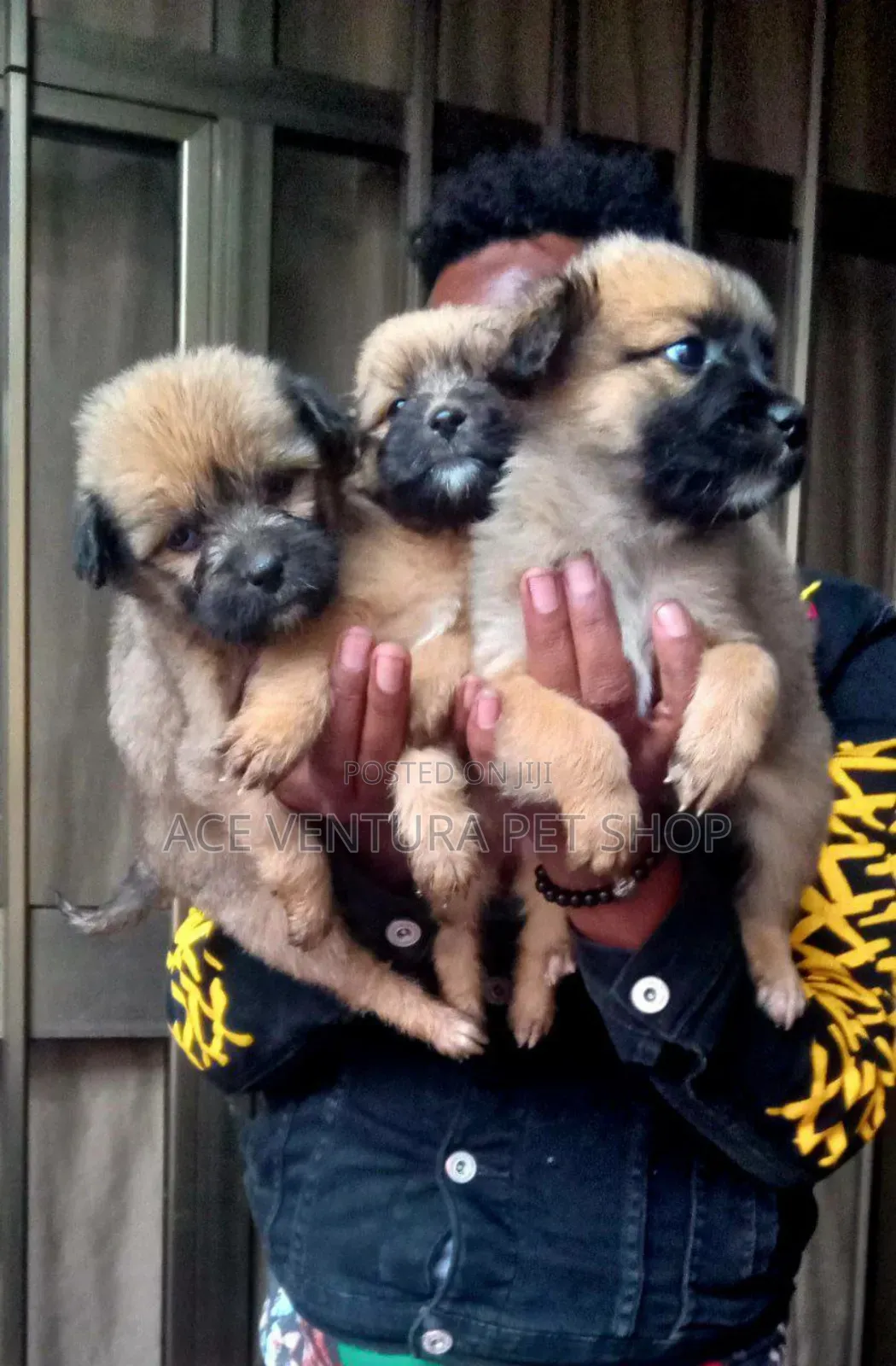 1-3 months Male Purebred German Shepherd