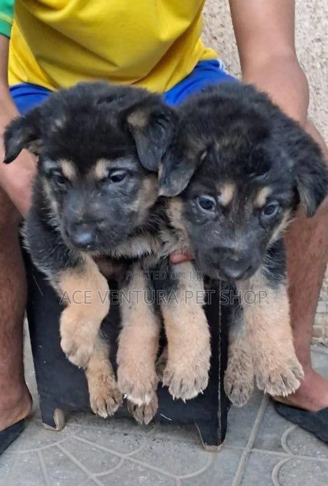 1-3 months Male Purebred German Shepherd