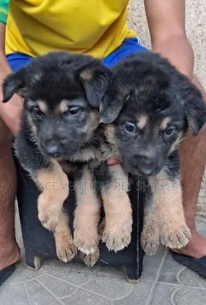 Photo - 1-3 months Male Purebred German Shepherd