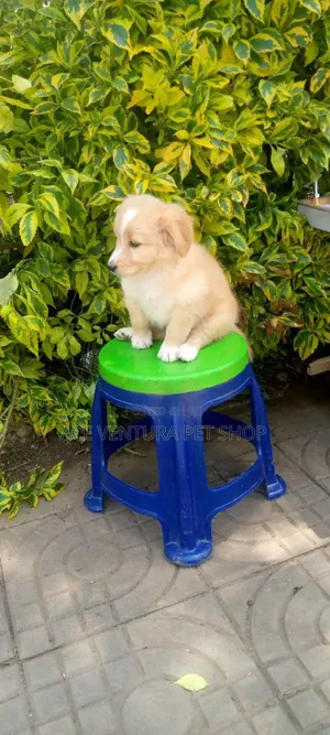 Photo - 1-3 months Male Purebred Maltese