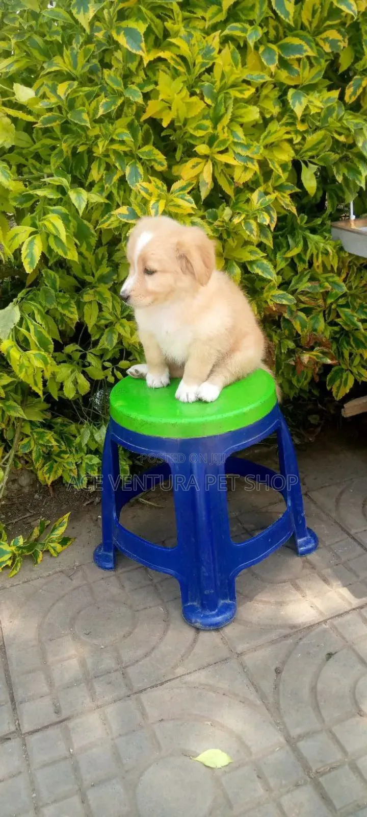 1-3 months Male Purebred Maltese