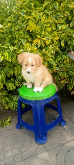 1-3 months Male Purebred Maltese