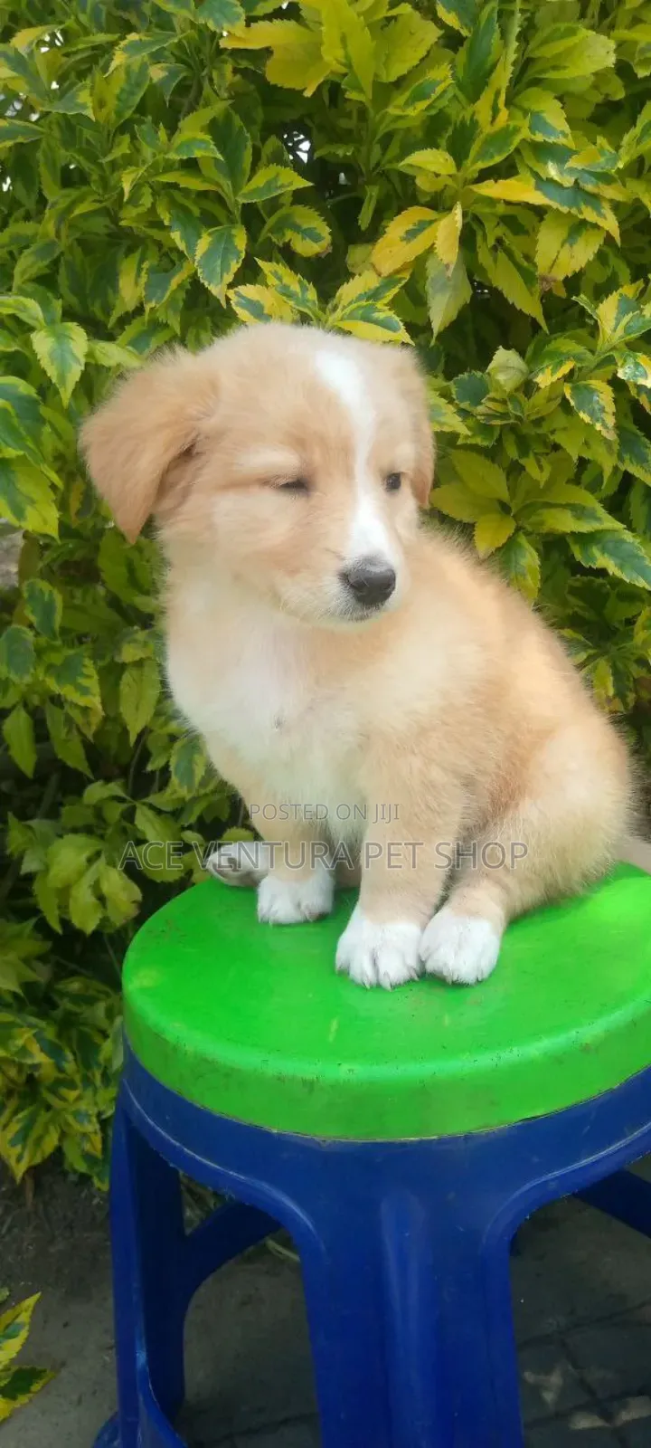 1-3 months Male Purebred Maltese