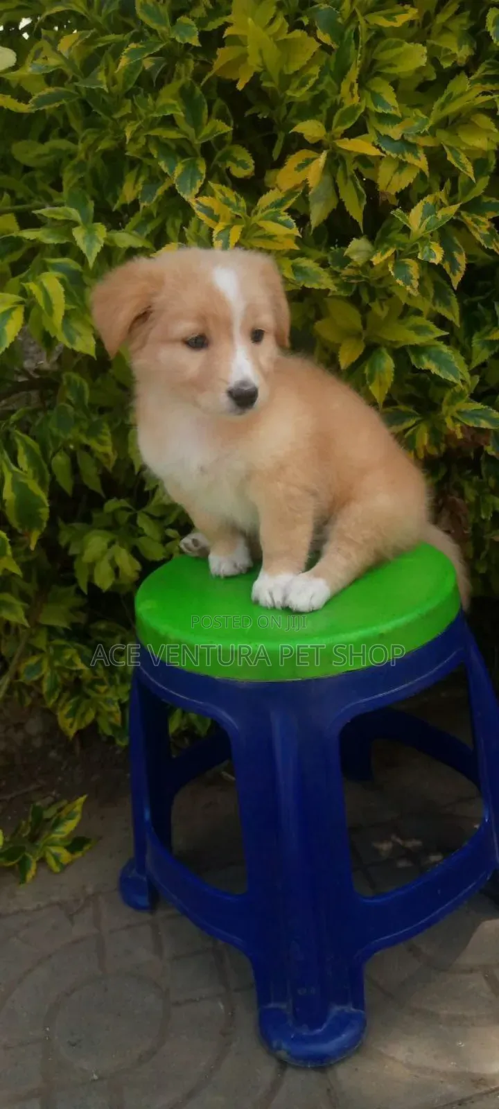 1-3 months Male Purebred Maltese