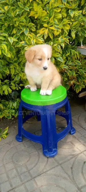 1-3 months Male Purebred Maltese