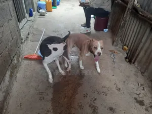 Photo - 1-3 months Male Purebred American Pit Bull Terrier