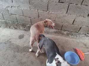 1-3 months Male Purebred American Pit Bull Terrier