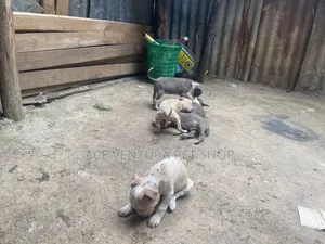 1-3 months Male Purebred American Pit Bull Terrier