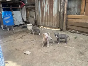 1-3 months Male Purebred American Pit Bull Terrier