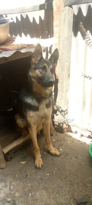 Photo - 1-3 months Male Purebred German Shepherd