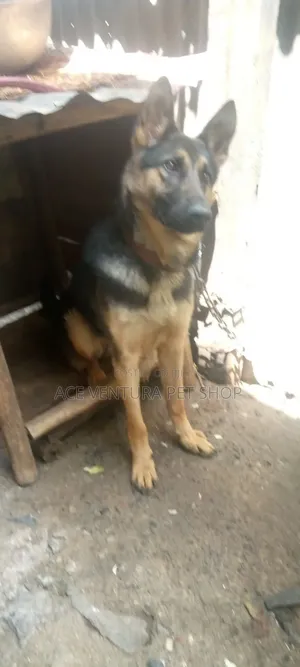 1-3 months Male Purebred German Shepherd