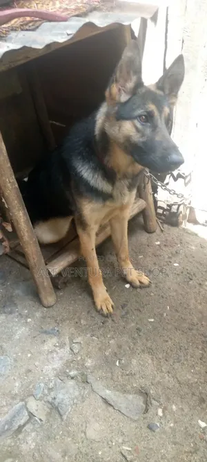 1-3 months Male Purebred German Shepherd