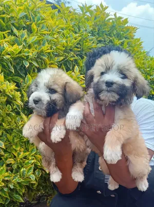 Photo - 1-3 months Male Purebred Maltese