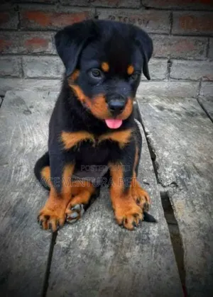 Photo - 1-3 months Male Purebred Rottweiler