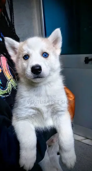 1-3 months Male Purebred Siberian Husky