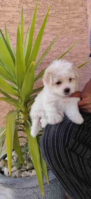 Photo - 1-3 months Male Purebred Maltese