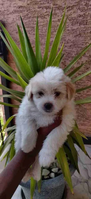 1-3 months Male Purebred Maltese