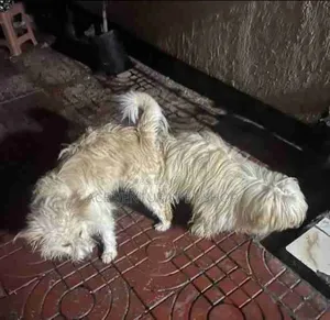 1-3 months Male Purebred Maltese