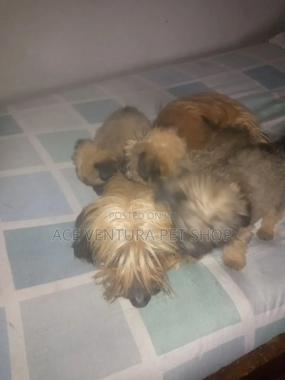 1-3 months Male Purebred Maltese