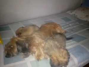 1-3 months Male Purebred Maltese