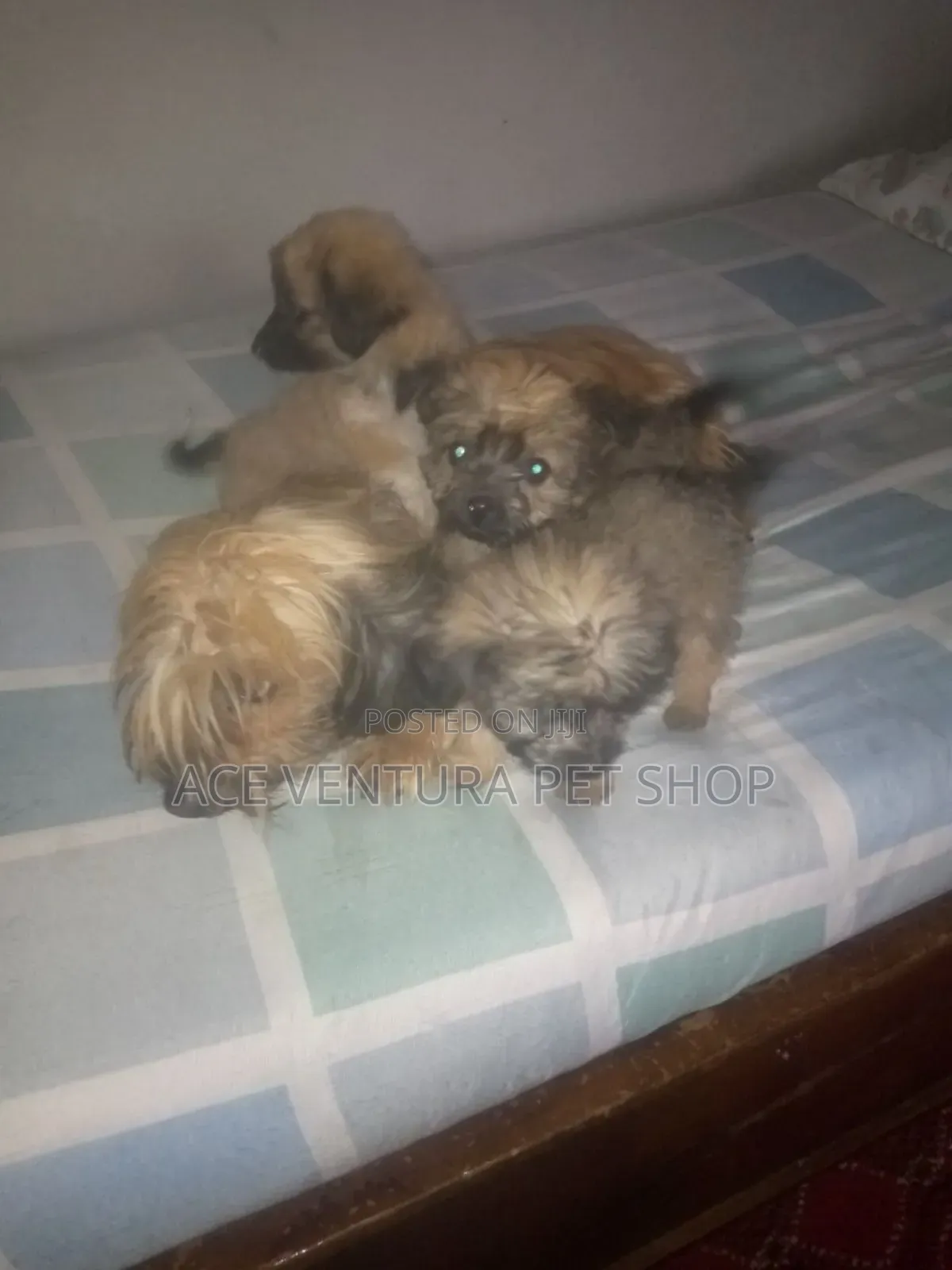 1-3 months Male Purebred Maltese