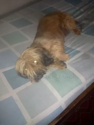 Photo - 1-3 months Male Purebred Maltese