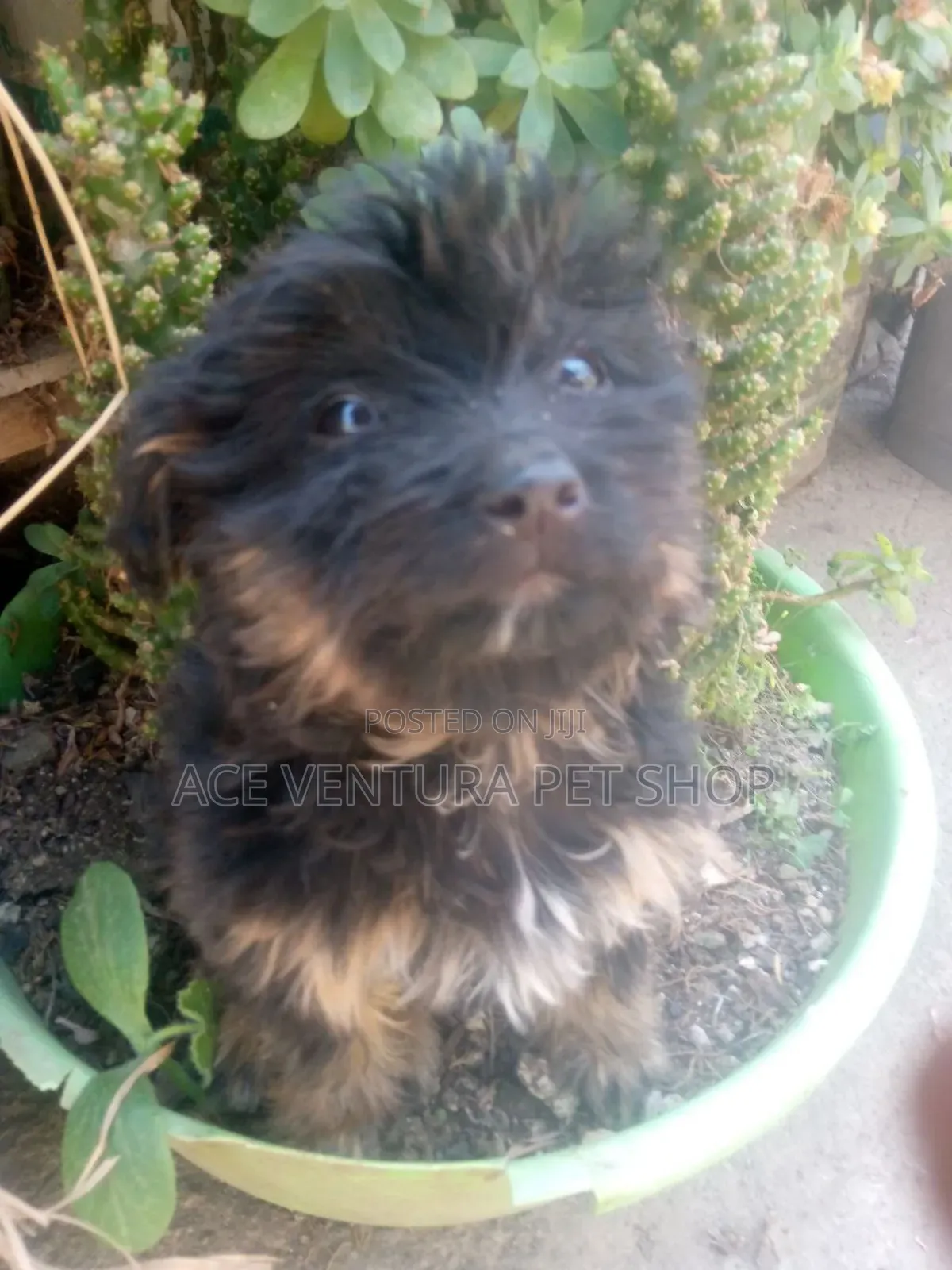 1-3 months Male Purebred Maltese