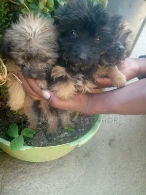 Photo - 1-3 months Male Purebred Maltese