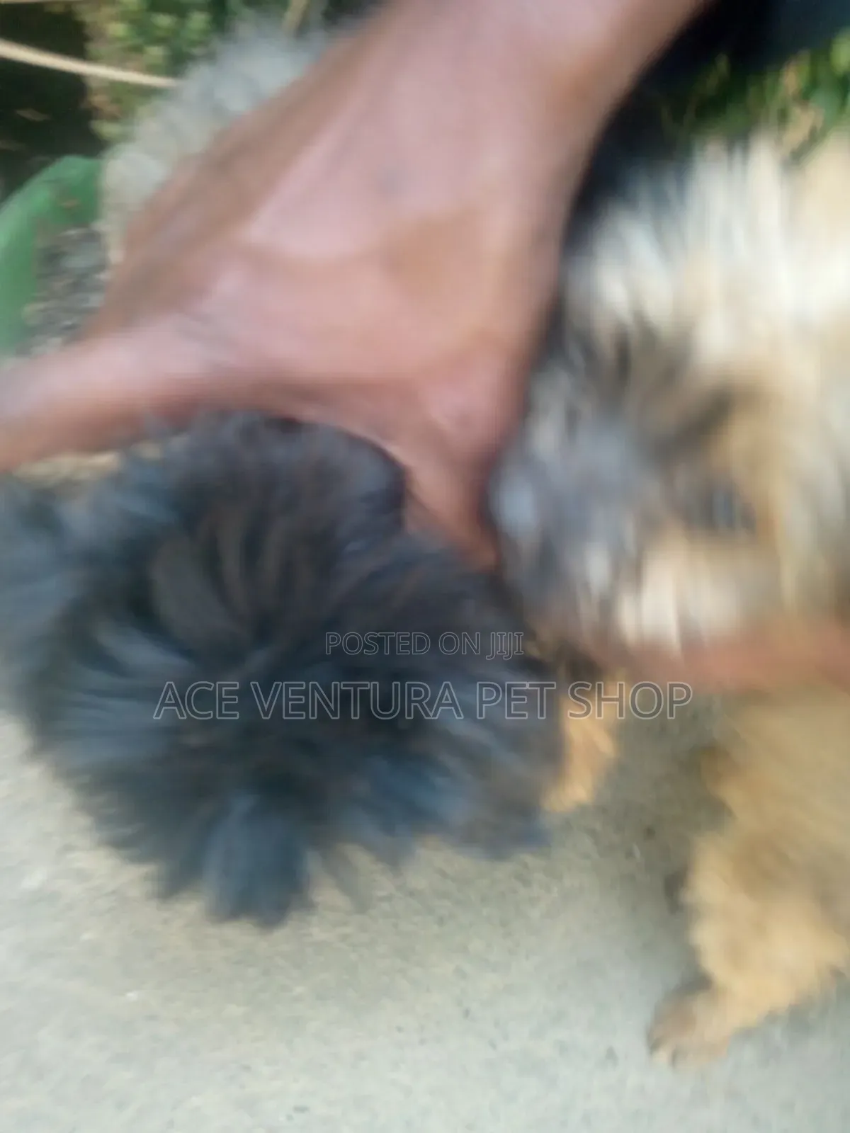 1-3 months Male Purebred Maltese