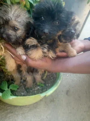 1-3 months Male Purebred Maltese