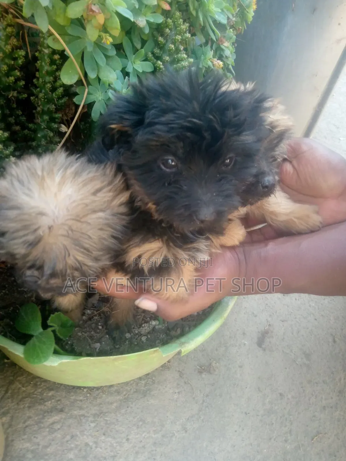 1-3 months Male Purebred Maltese