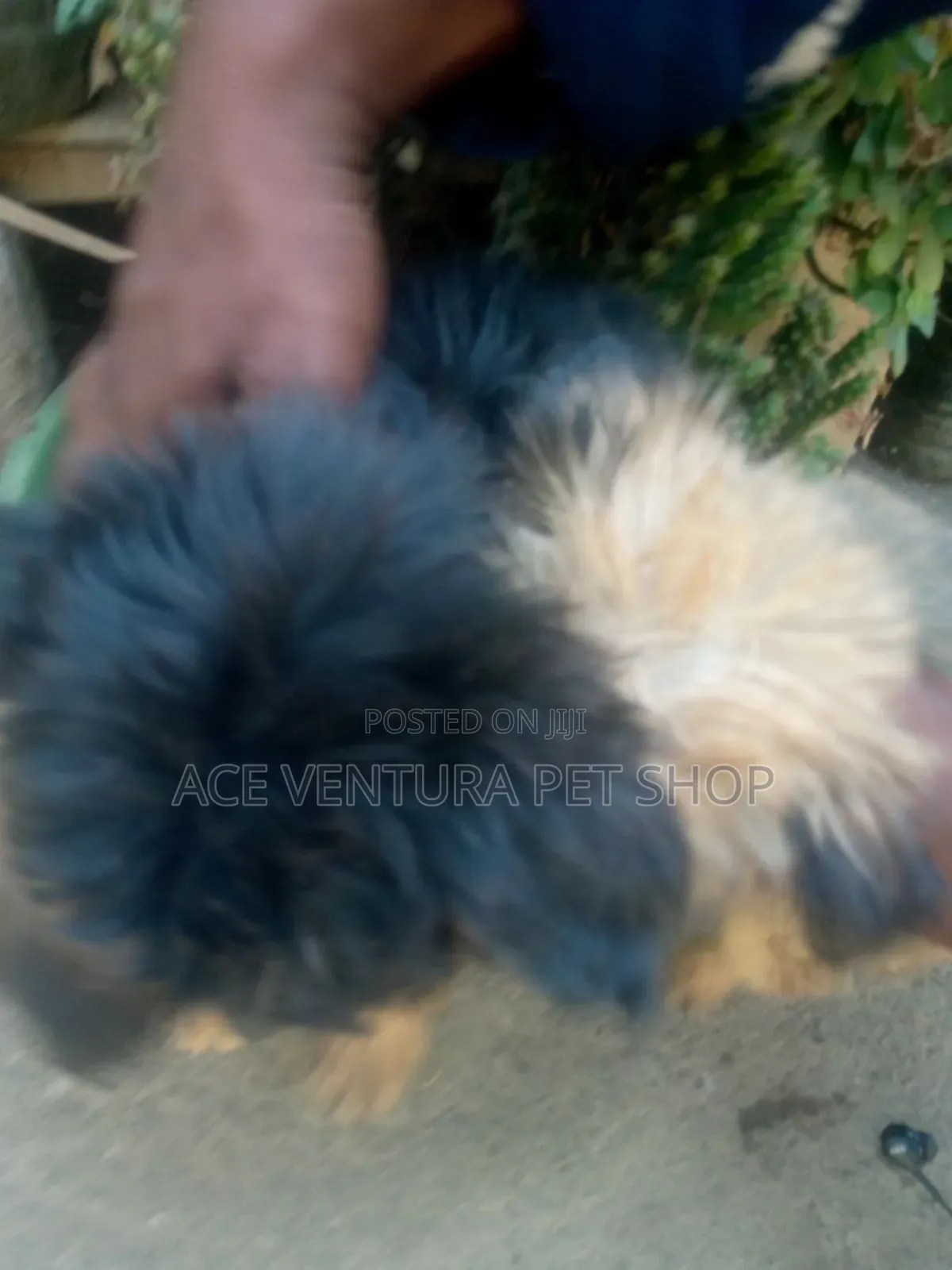 1-3 months Male Purebred Maltese