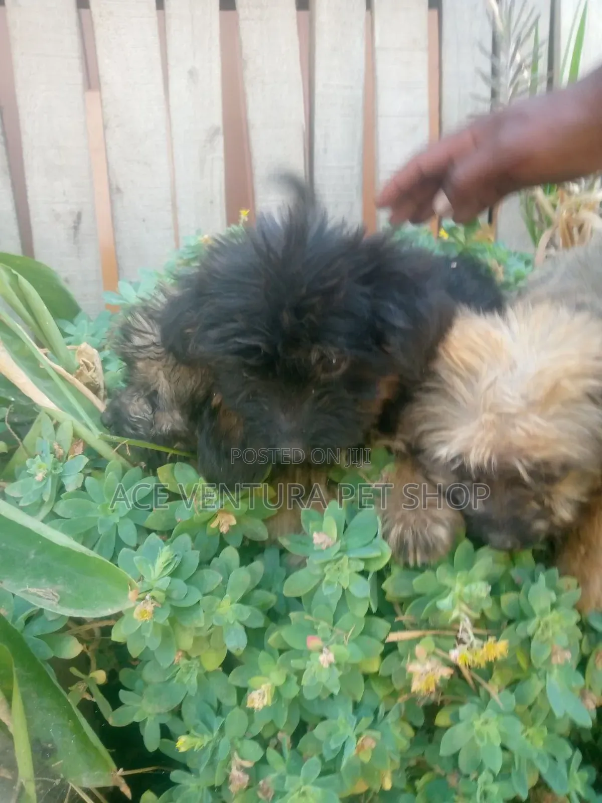 1-3 months Male Purebred Maltese