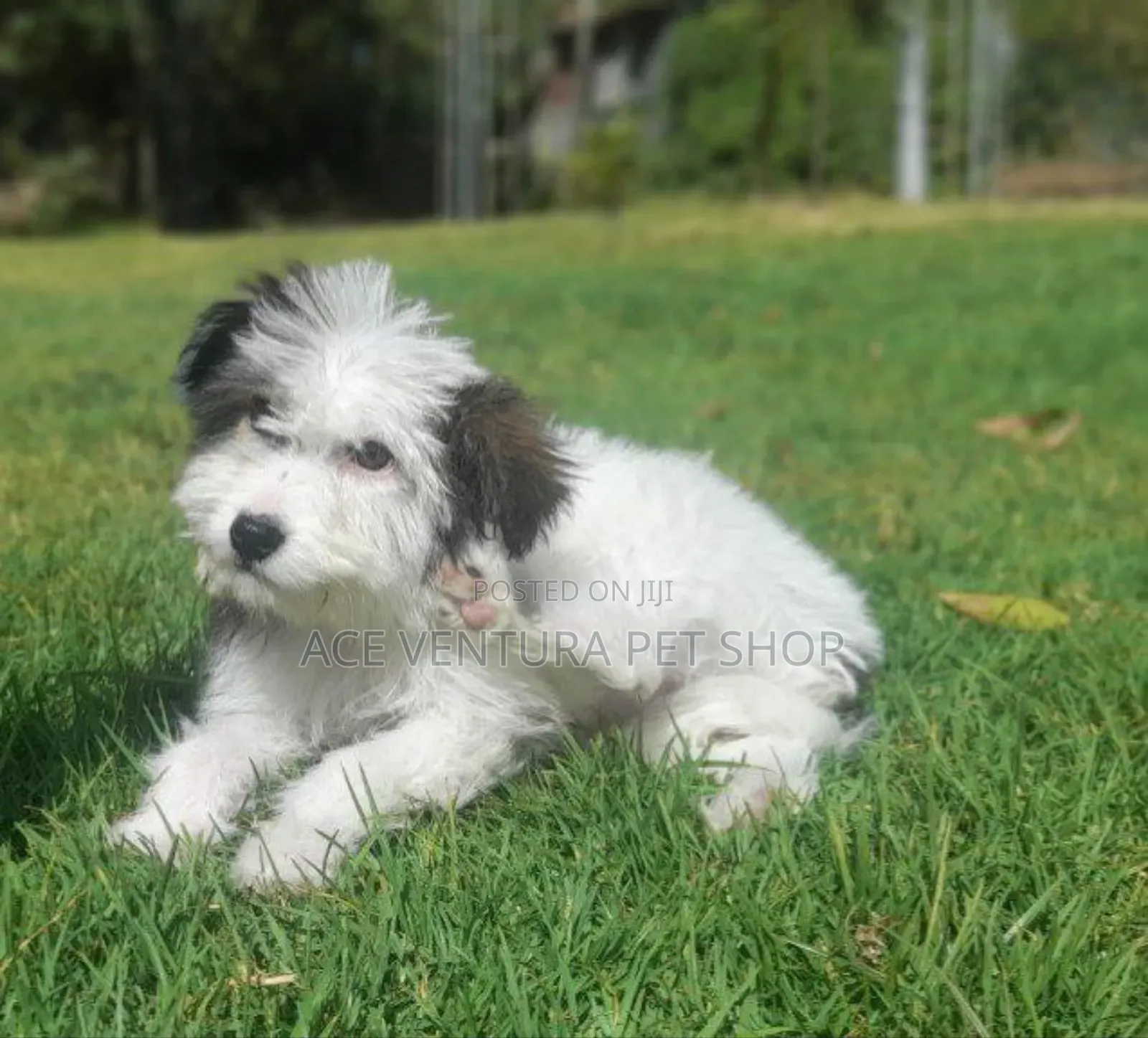 1-3 months Male Purebred Maltese