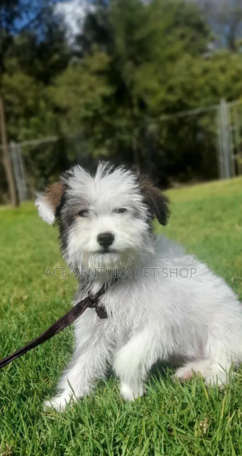 1-3 months Male Purebred Maltese