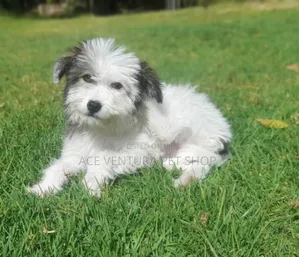 1-3 months Male Purebred Maltese
