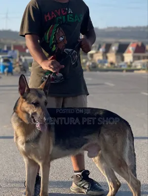 Photo - 1-3 months Male Purebred German Shepherd