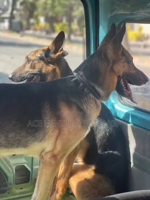 1-3 months Male Purebred German Shepherd