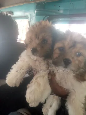 Photo - 1-3 months Male Purebred Maltese