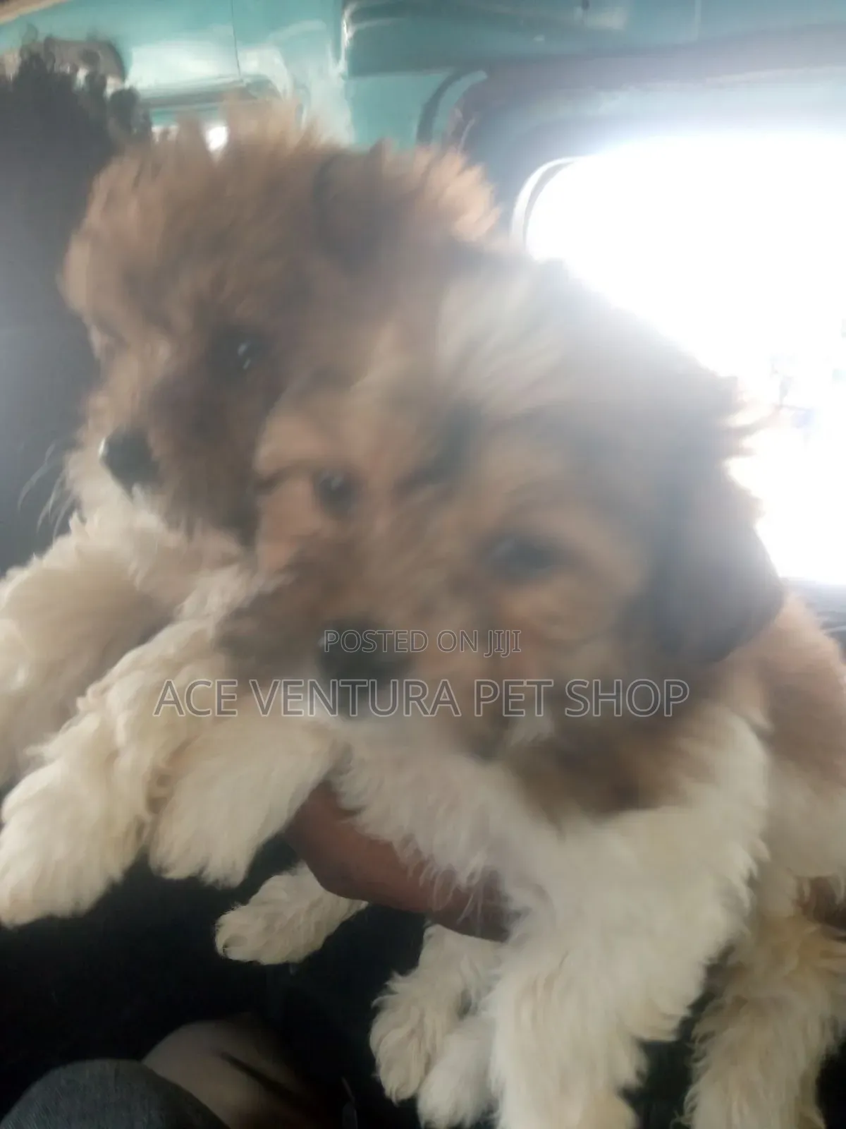 1-3 months Male Purebred Maltese